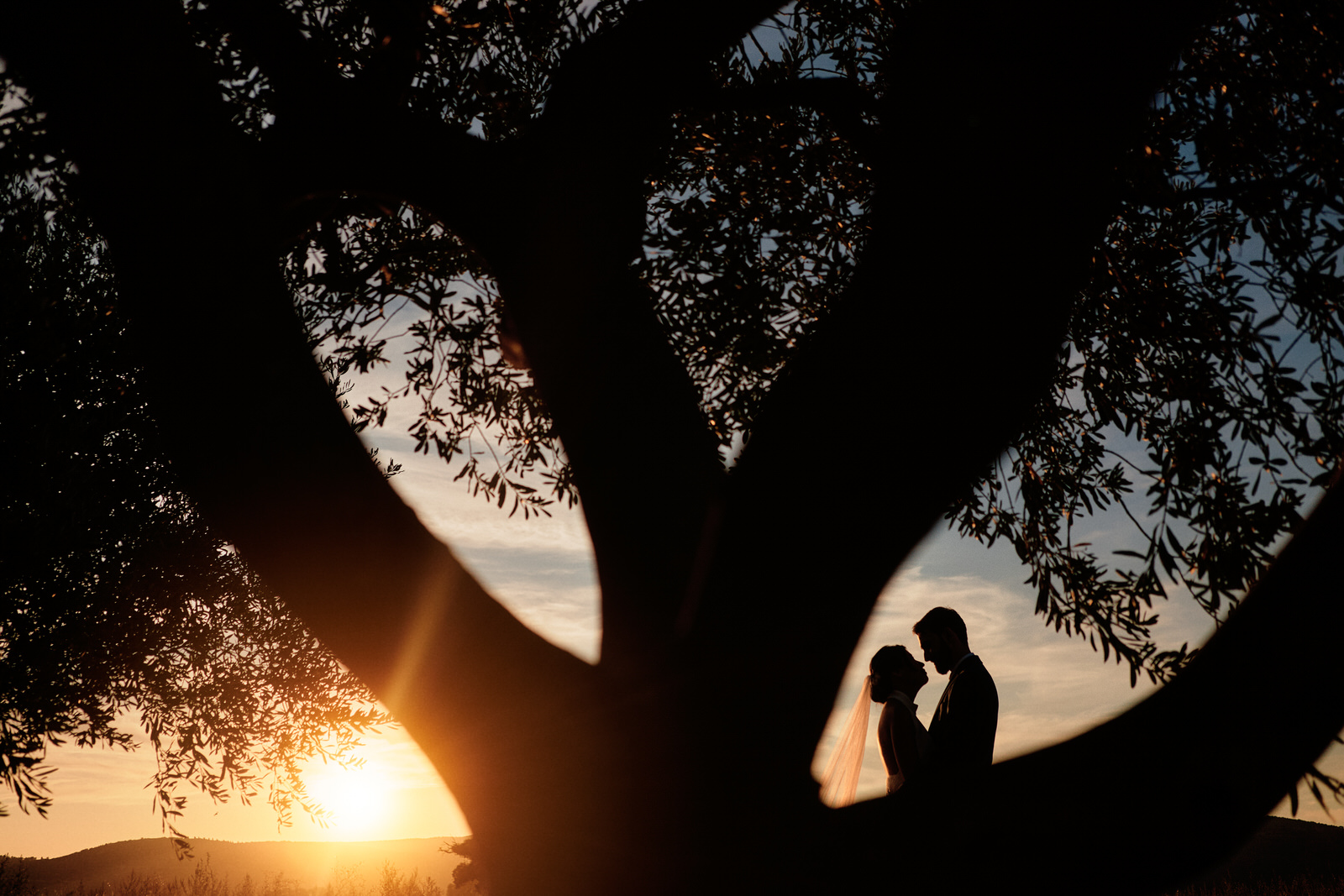 couple qui s'embrasse sous un olivier au coucher de soleil